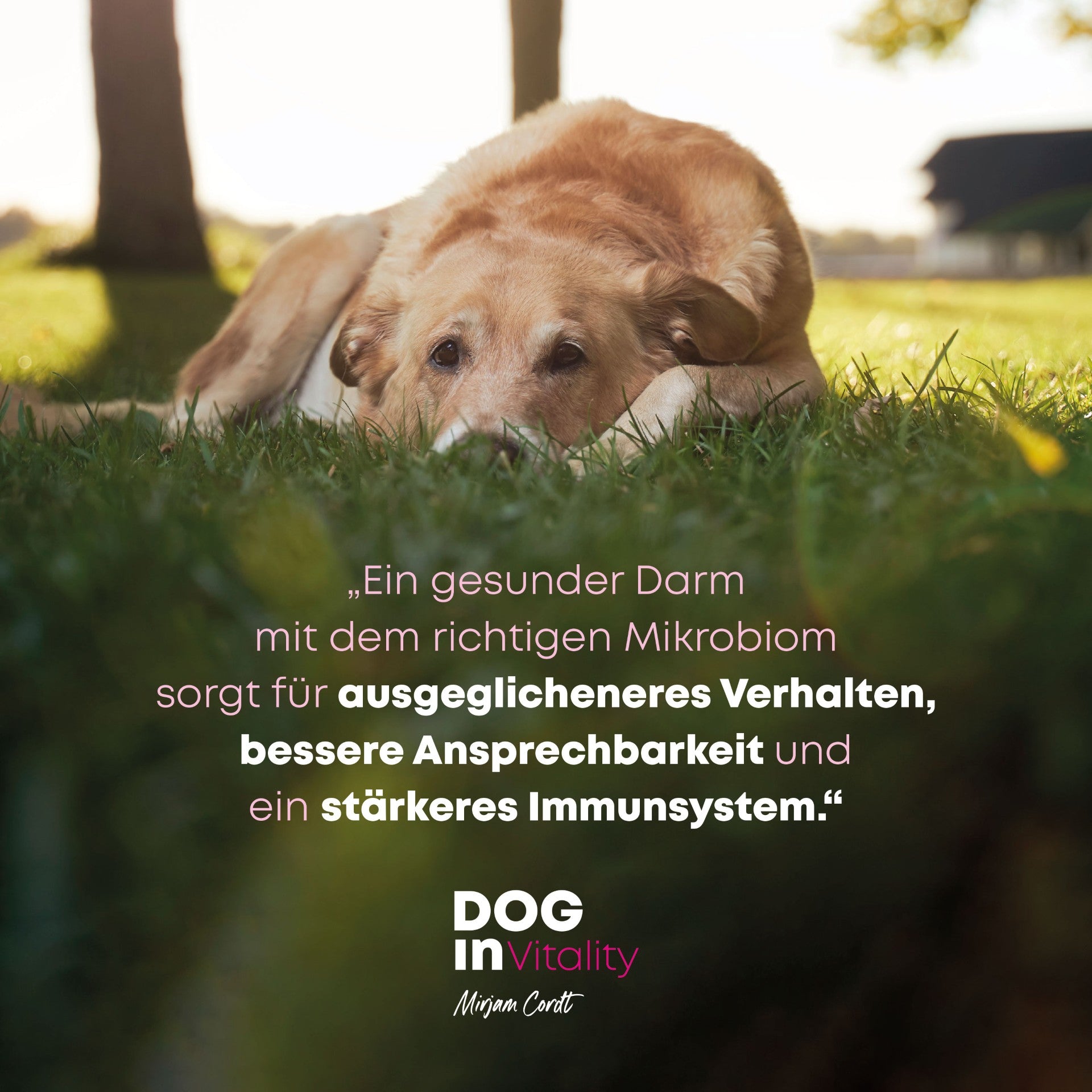 Synbiotikum - Darmglück Weil Darmgesundheit mehr als nur Verdauung ist