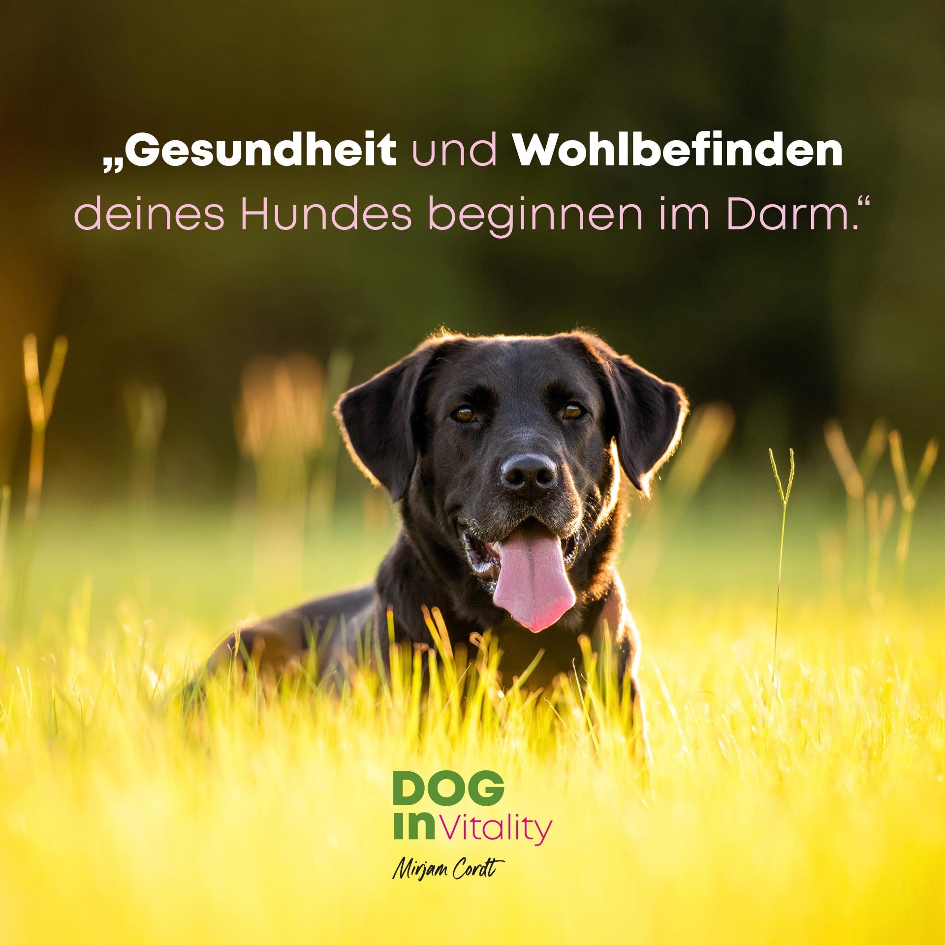 Präbiotikum - Darmkraft Weil auch die besten Darmbakterien Hunger haben