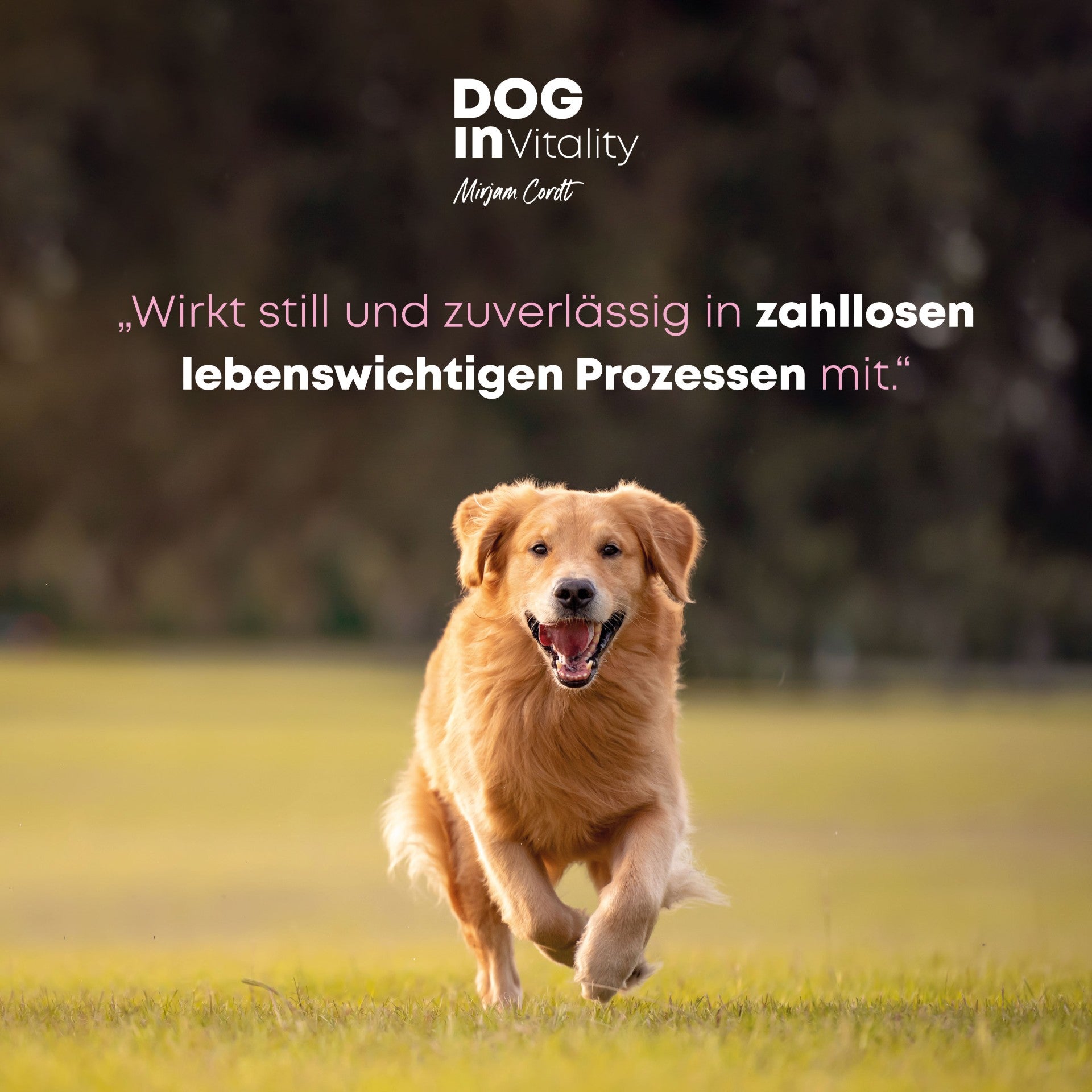 MSM - Tausendsassa Ohne diesen Baustein fehlt ´was